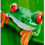 spring green tree frogshower curtain